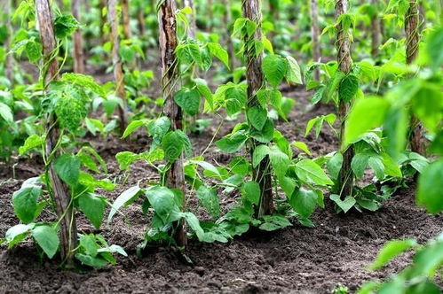 节气陷阱，专家教你破解！