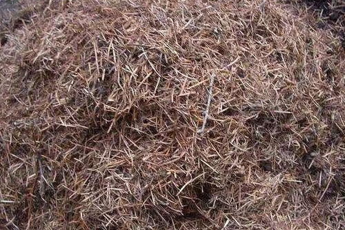 松针拌土的实践小贴士