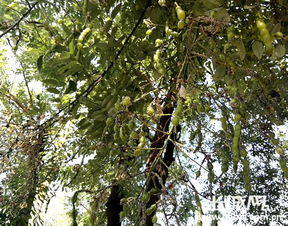 古树的秘密：艾草煮水， 杀菌又驱虫