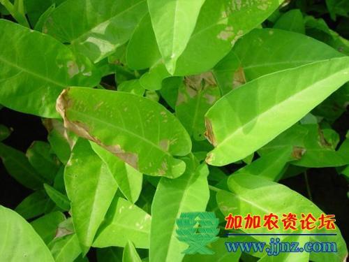 空心菜病虫害如何有效防治？防治技巧全解析有哪些