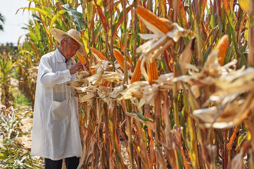 陕科6号玉米种子，高产抗病