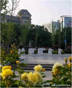 月季花：南阳的历史名片