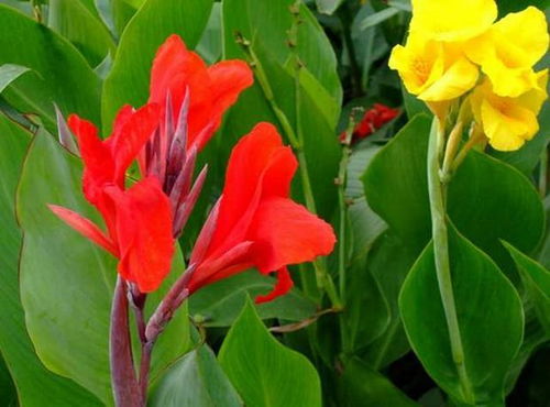 美人蕉的栽培与管理中，如何根据不同生长阶段调整施肥量和浇水频率