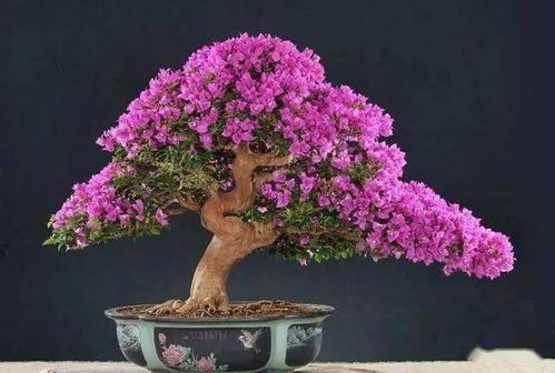 黑松：沉稳大气， 底蕴深厚