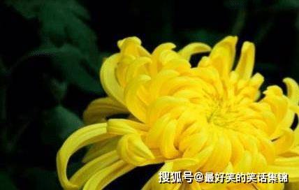 菊花：公园里的美丽“小精灵”