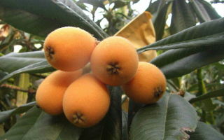 枇杷的耐寒性随发育程度而有相当差异