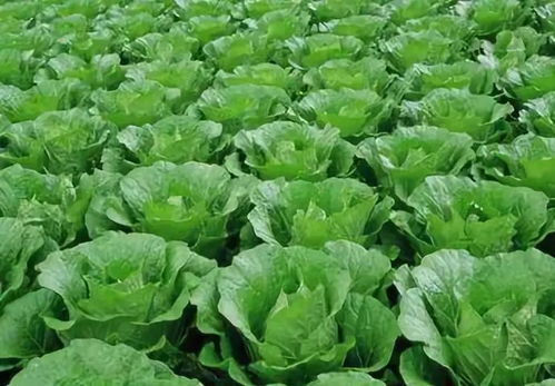 六月种植蔬菜的多样选择