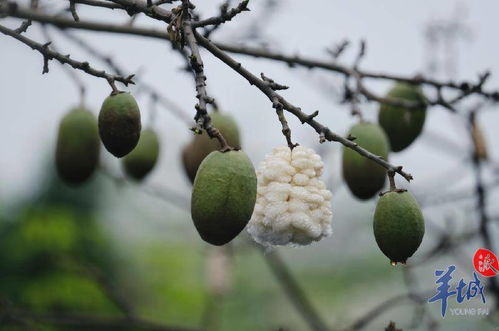 用白酒兑井水喷洒，杀菌又平安