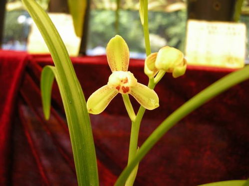 菊花：坚韧不拔的品格