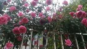 大游行月季，花墙的守护者