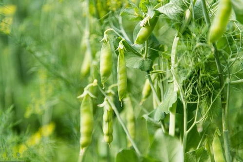 车前子种植：亩赚三万？还是倒贴五万？