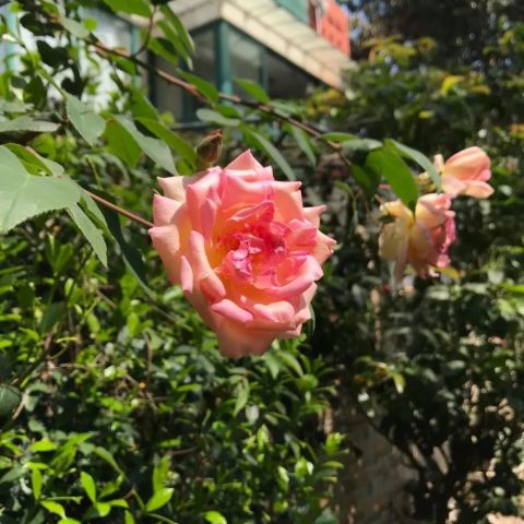 爬藤蔷薇那些事儿