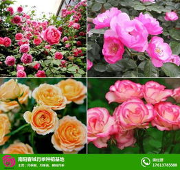 寒风中的月季花田