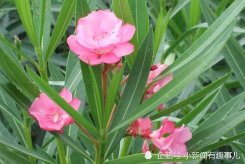 夹竹桃的特点与优势