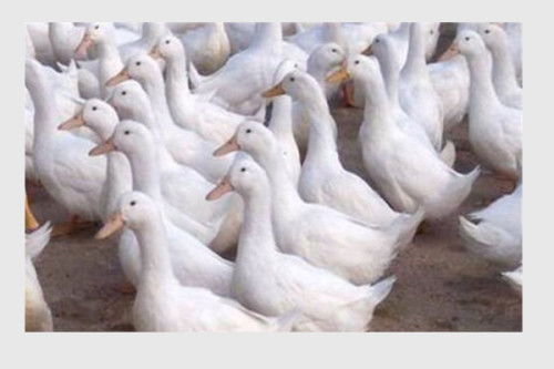 妊娠母兔饲料配方中，玉米、豆粕、麦麸、鱼粉、骨粉、食盐、维生素和矿物质的各自比例是多少？