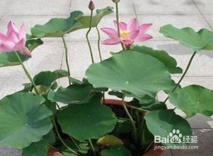 旱莲花图片，哪种形态更美