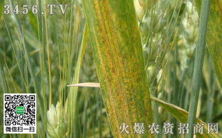 多菌灵的使用方法，新手必看！