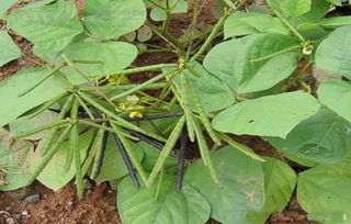 油菜苗的常见病虫害