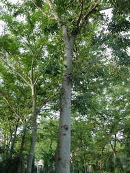 一、 选个好日子，移栽梗顺利