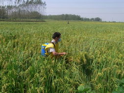 评估新农药的平安性
