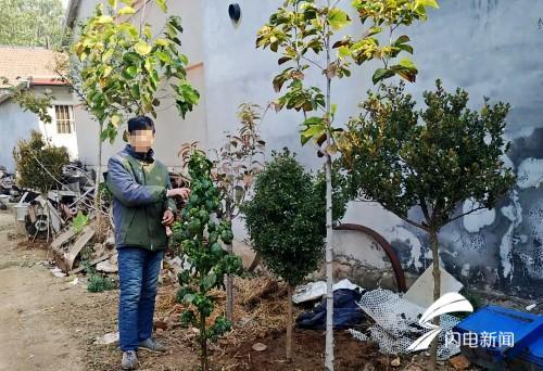 七月份移栽黄杨，行不行啊？