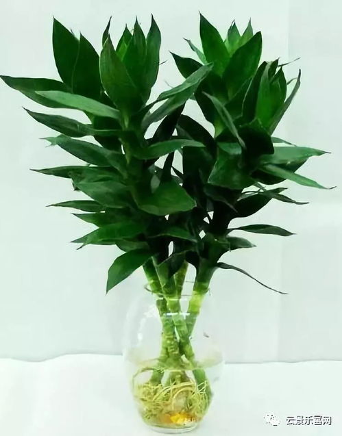 室内大型植物养哪些？17种适合在家养的大植物
