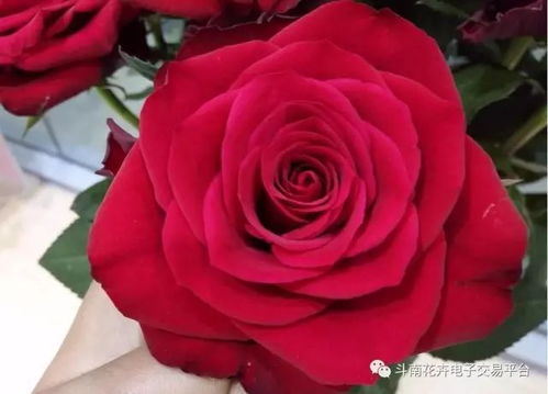 昆明斗南玫瑰花今日价格大揭秘