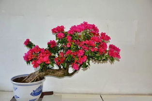 三角梅：四季开花的热带佳人