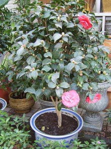 怎么突破生长极限