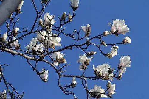 玉兰树花香浓郁，为何常被虫子光顾