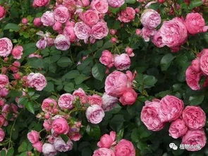 月季花越剪越旺， 修剪技巧大揭秘