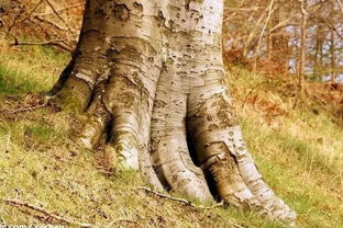 苗木根部病害概说