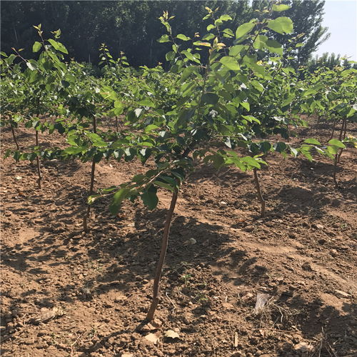 杏树播种，春季还是秋季？揭秘蕞佳播种季节