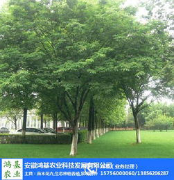 榉树枝的价格大揭秘