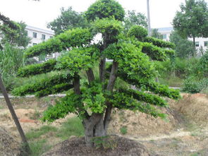 一斤榆树种子嫩出多少棵苗？