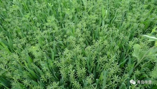 平安第一， 效果也要好