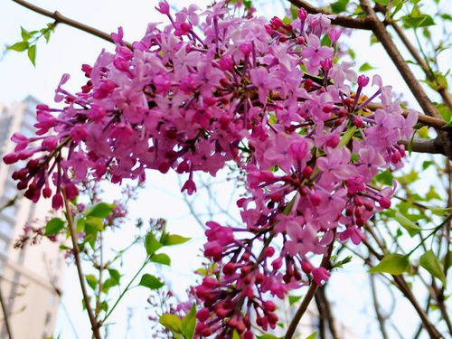 地栽丁香花怎么种？如何让花开得更艳