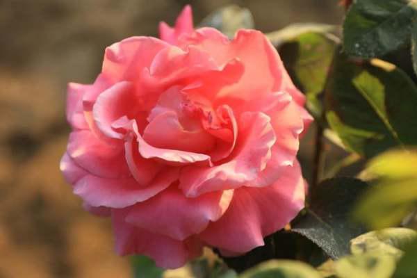 月季花：郑州的新宠，市花的风采