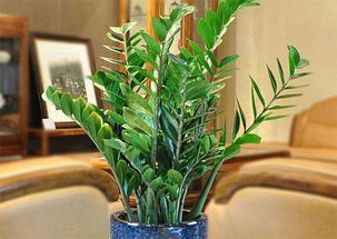 金钱树浇阿司匹林对植物生长有好处吗
