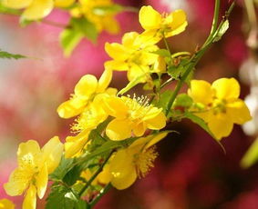 棣棠花的广泛种植区域