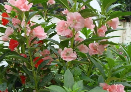 凤仙花：耐热耐旱， 无需多管理