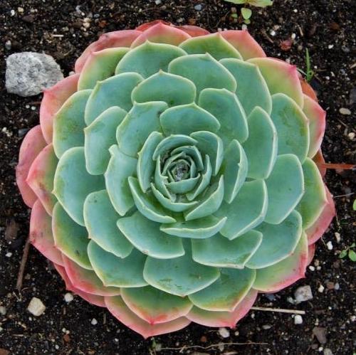 玉蝶，石莲花中的佼佼者