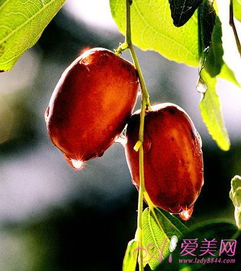 三、用途差异：各有所长