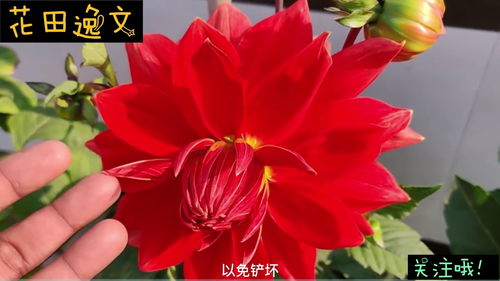 大丽花秋冬起球的小技巧