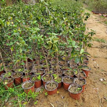 2024年苗木基准价， 了解一下