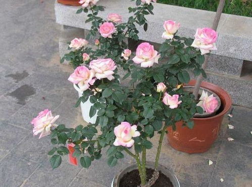 还有，冬天浇水还有几个小技巧呢