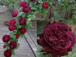 藤本月季养护：避免生长受阻的秘籍