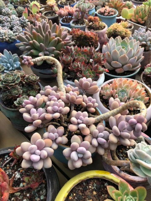 红蛋多肉植物如何避免徒长，提高成活率