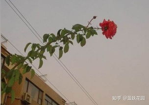 一枝独秀株型月季形成原因、预防措施及修剪株型调整方法有哪些