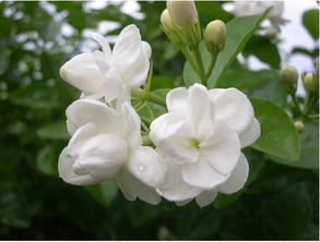 茉莉花开花时间（南北差异大吗